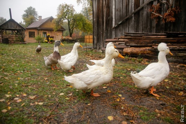 Девушка уехала из столицы в деревню в Березовском районе и нашла себе там дело — ремонтирует дом прадеда. И вот что у нее получилось