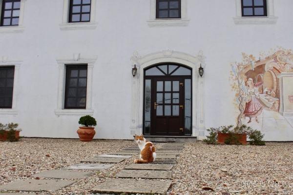 Запланируйте семейный отдых на антуражной вилле с бассейном и рестораном недалеко от Бреста. Аренда номеров, празднование торжеств в Villa Boutique Hotel