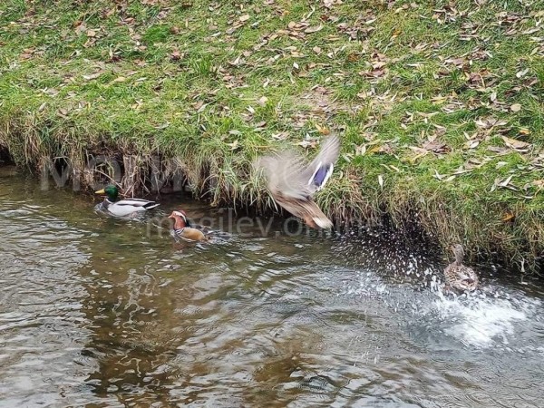 В Беларуси увидели невероятно красивую и редкую утку. Узнали, как она здесь оказалась
