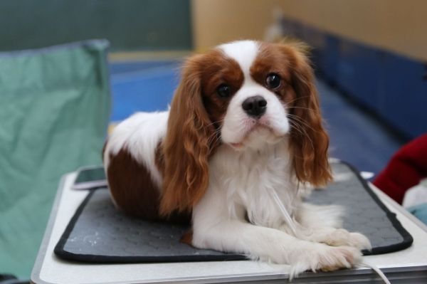 Ветеринары показали, как собаки могут выглядеть через 10 000 лет