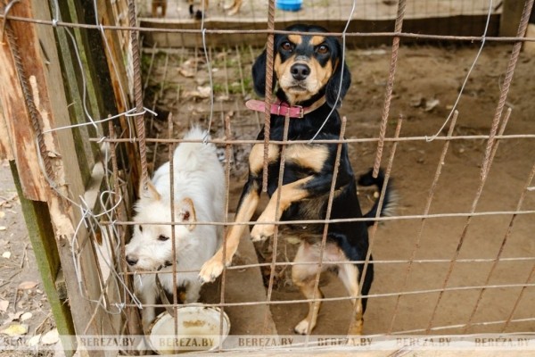 Заложники ситуации: 47 собак стали причиной конфликта между жителями Кабаков (Березовский район) Заложники ситуации: 47 собак стали причиной конфликта между жителями Кабаков (Березовский район)