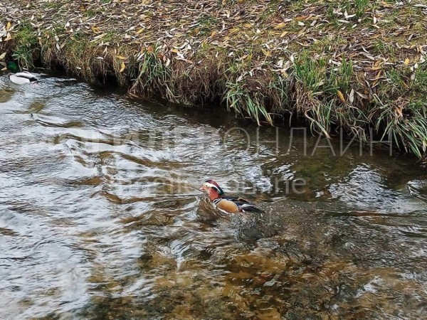 В Беларуси увидели невероятно красивую и редкую утку. Узнали, как она здесь оказалась