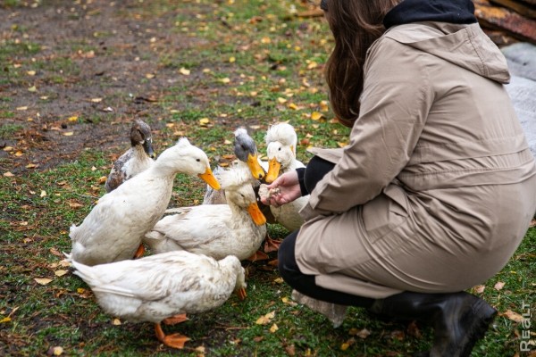 Девушка уехала из столицы в деревню в Березовском районе и нашла себе там дело — ремонтирует дом прадеда. И вот что у нее получилось