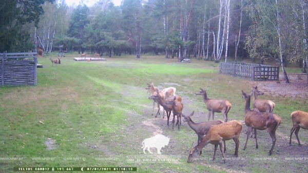 Олень-альбинос попал в объектив фотоловушки в Беловежской пуще