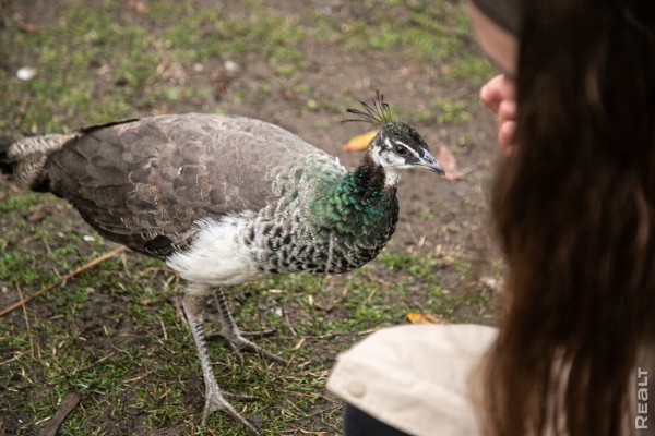 Девушка уехала из столицы в деревню в Березовском районе и нашла себе там дело — ремонтирует дом прадеда. И вот что у нее получилось