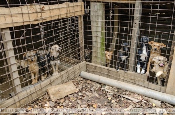 Заложники ситуации: 47 собак стали причиной конфликта между жителями Кабаков (Березовский район) Заложники ситуации: 47 собак стали причиной конфликта между жителями Кабаков (Березовский район)