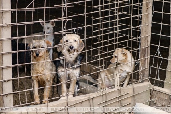 Заложники ситуации: 47 собак стали причиной конфликта между жителями Кабаков (Березовский район) Заложники ситуации: 47 собак стали причиной конфликта между жителями Кабаков (Березовский район)
