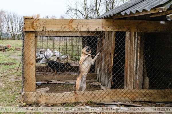 Заложники ситуации: 47 собак стали причиной конфликта между жителями Кабаков (Березовский район) Заложники ситуации: 47 собак стали причиной конфликта между жителями Кабаков (Березовский район)