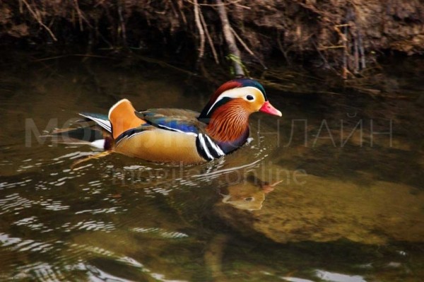 В Беларуси увидели невероятно красивую и редкую утку. Узнали, как она здесь оказалась