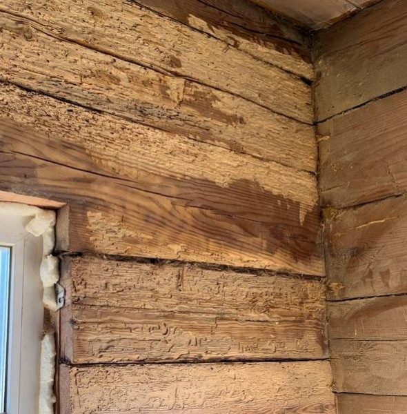 Девушка уехала из столицы в деревню в Березовском районе и нашла себе там дело — ремонтирует дом прадеда. И вот что у нее получилось