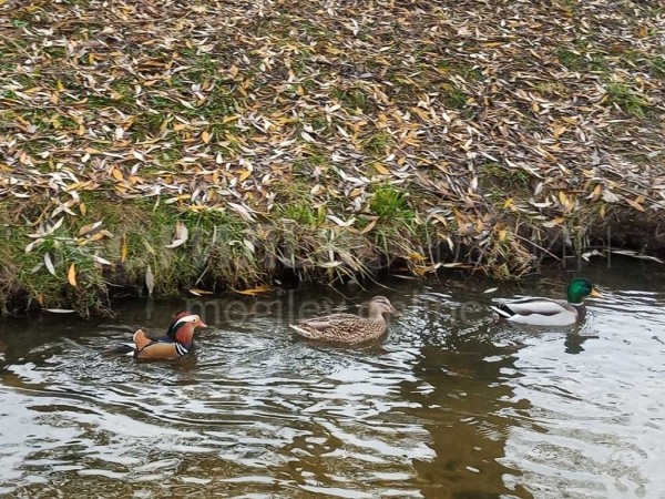 В Беларуси увидели невероятно красивую и редкую утку. Узнали, как она здесь оказалась