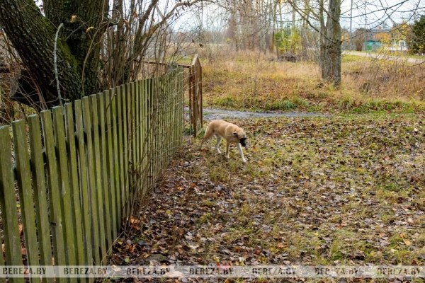 Заложники ситуации: 47 собак стали причиной конфликта между жителями Кабаков (Березовский район) Заложники ситуации: 47 собак стали причиной конфликта между жителями Кабаков (Березовский район)