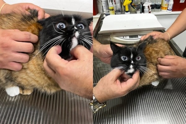 Пользователи нашли самого необычного кота в истории интернета