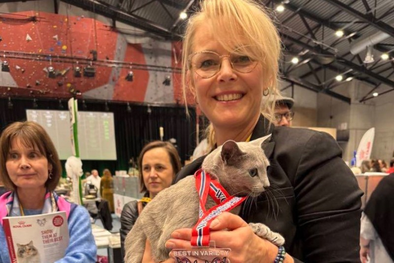 Назван самый красивый кот мира &mdash; показываем, как он выглядит