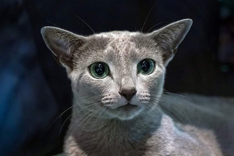Назван самый красивый кот мира &mdash; показываем, как он выглядит