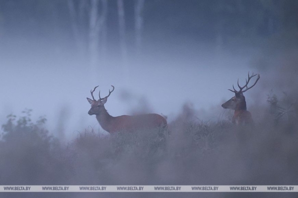 Гон оленей начался в Беловежской пуще. Фоторепортаж