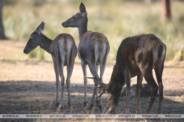 Гон оленей начался в Беловежской пуще. Фоторепортаж