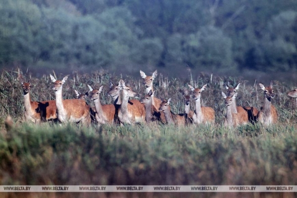 Гон оленей начался в Беловежской пуще. Фоторепортаж