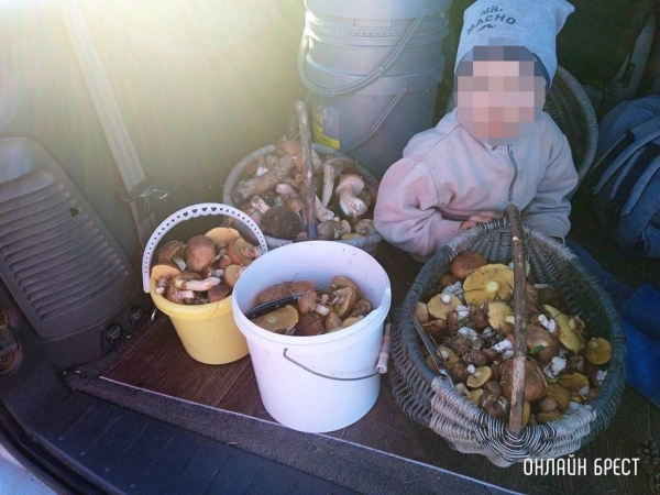 Читатель: Так сходили мы по грибы. «Охота» удалась!
Читатель: Так сходили мы по грибы. «Охота» удалась!