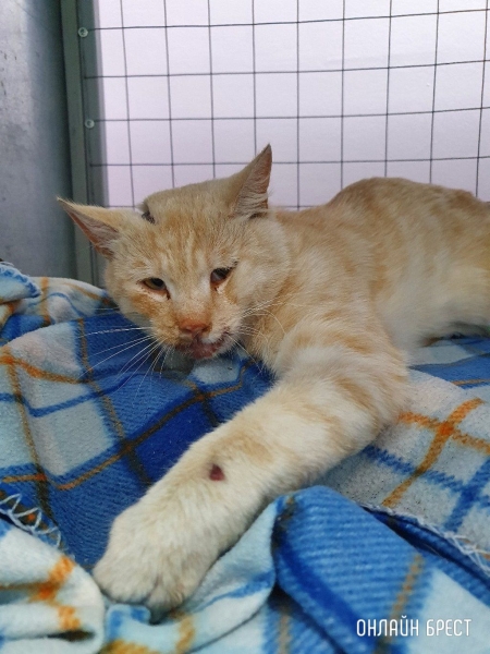 
                Читатель: Утром ехала на работу на ул.Гаврилова и впереди увидела раздавленного кем-то кота
            