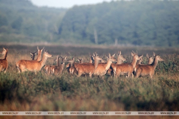 Гон оленей начался в Беловежской пуще. Фоторепортаж