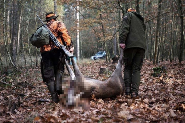 Борьба с браконьерами и альтернатива истреблению животных. Узнали, как на Брестчине контролируют охотников